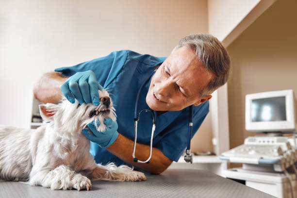 Best After-Hours Dental Care in Paisley, FL